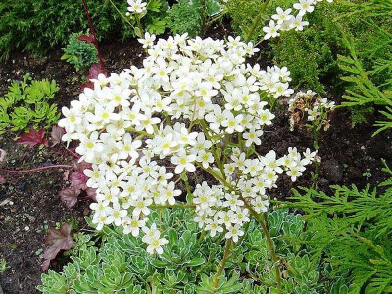 Saxifrage paniculata - biljka na mjestu ljeti. Saxifrage paniculata ima visoku stabljiku.