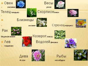 Svibanjski horoskop po boji