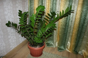 Kako se brinuti za cvijet zamioculcas kod kuće?