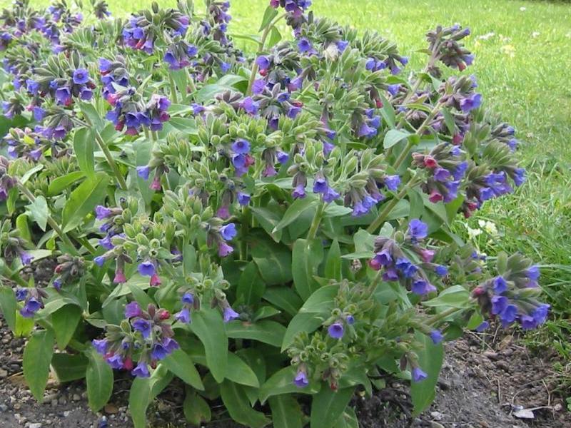 Lungwort na terenu Biljka plućnjaka