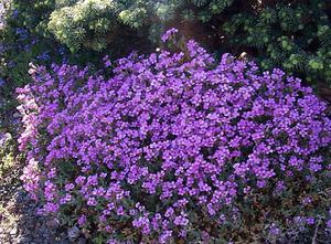 Tkanje Aubrijete