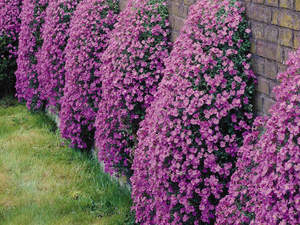 Kako saditi aubrieta