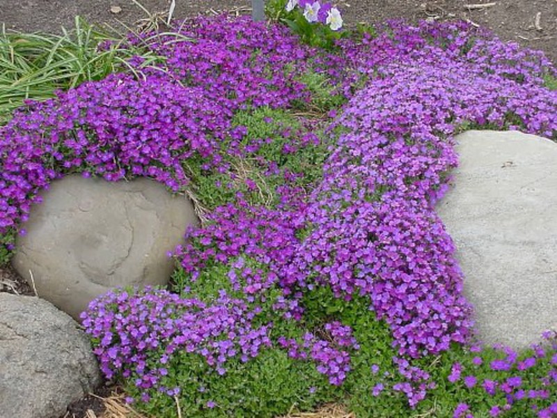 Sadnja i njega Aubriet-a Štetnici su neskloni
