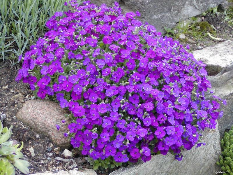 Aubrieta ili aubretia Koliko dugo cvjeta aubrieta