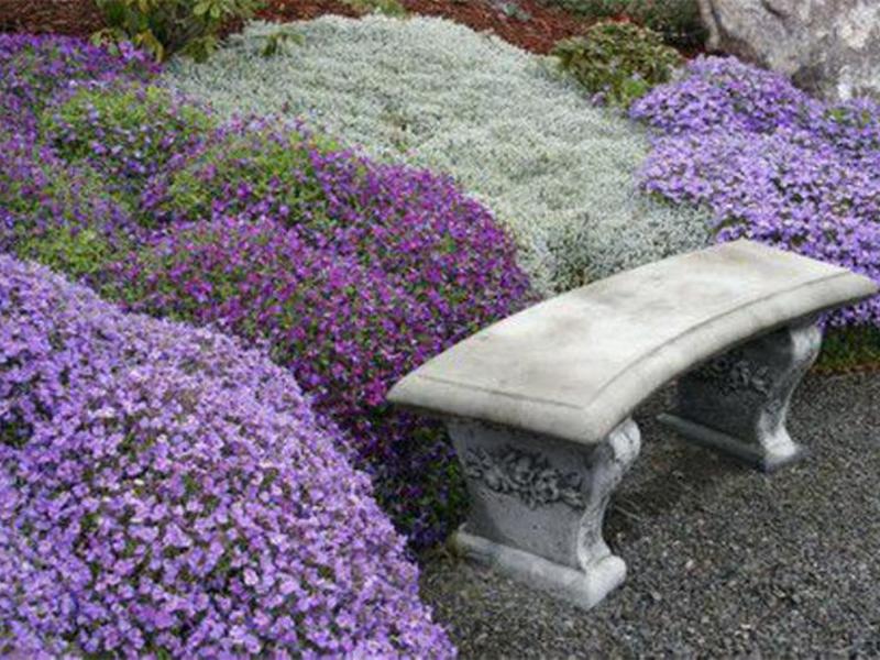 Deltoid Aubrieta Biljne sorte