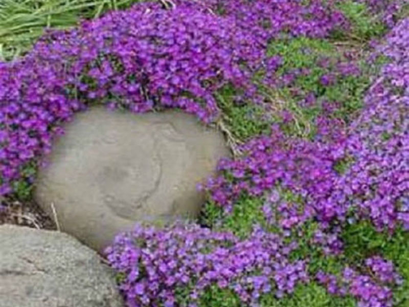 Kako raste Aubrieta Koja je osobitost brige za njegu