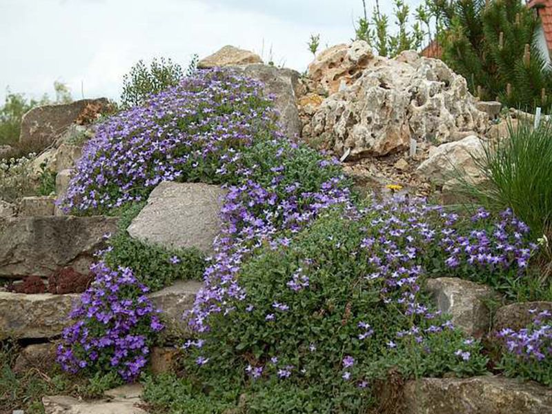 Aubrieta ili aubretia Drugo ime cvijeta