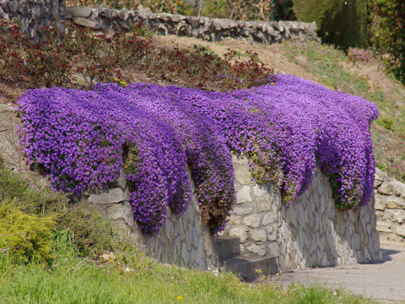 Deltoid Aubrieta Opis biljke aubriet