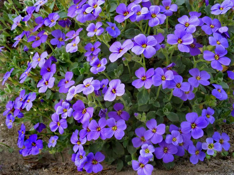 Opis cvijeta aubrijeta Kako aubrieta cvjeta