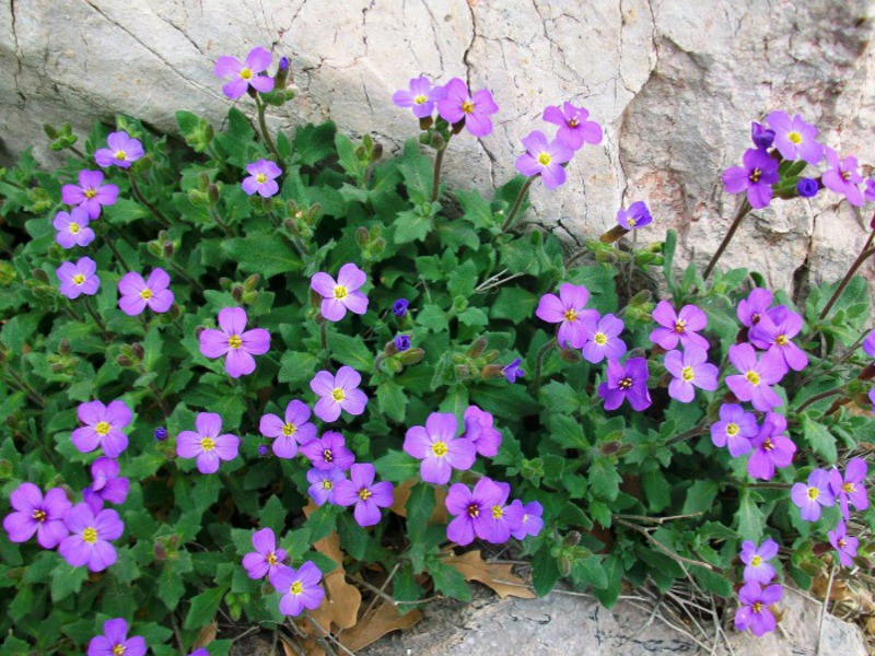 Aubrieta ili aubretia Kako se brinuti za svoje obrijane