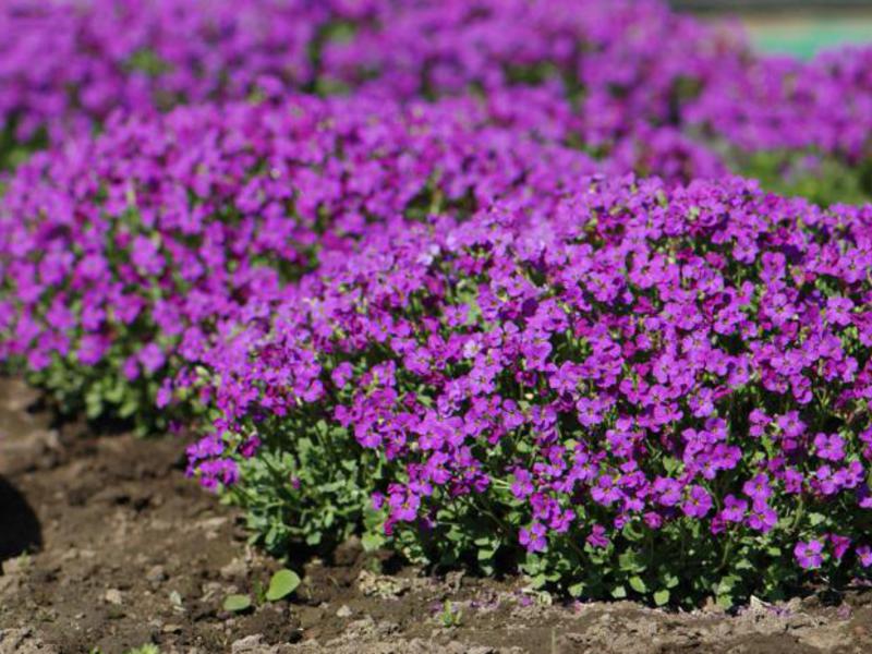 Sadnja i njega Aubriet-a Sadnja aubrijeta