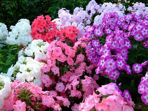 Phlox u cvjetnom krevetu