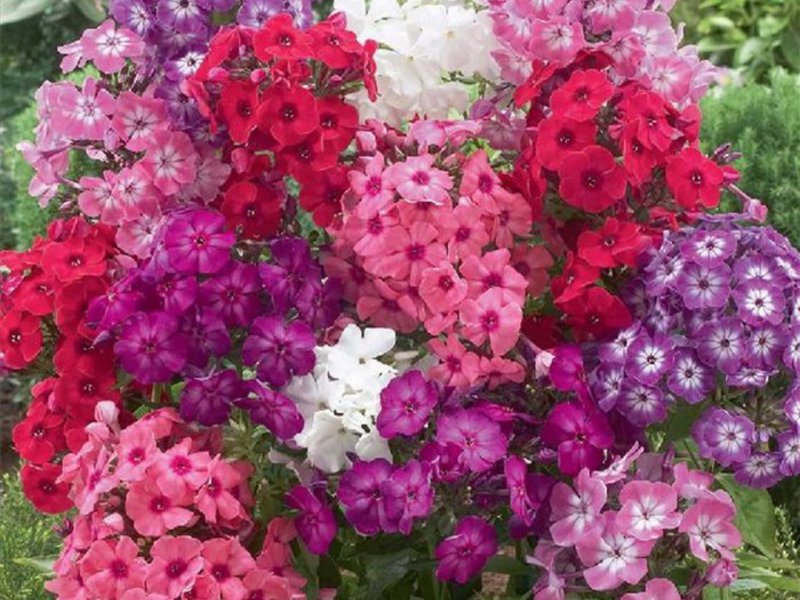 Bolesti cvijeta phlox