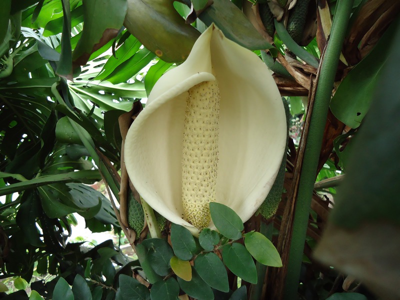 Kako monstera cvjeta Značajke cvjetnice monstera