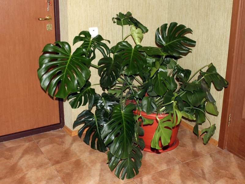 Kako izgleda biljka monstera? Opis izgleda čudovišta