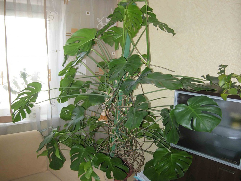 Zašto je cvijet monstera popularan među uzgajivačima cvijeća Pozitivne strane cvijeta monstera