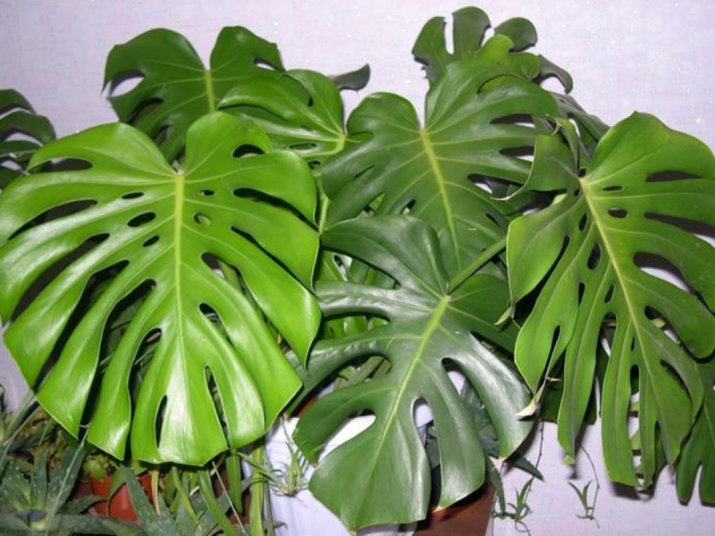 Koje su značajke biljke monstera Moguća šteta od cvijeta monstere