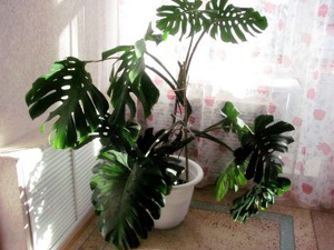 Popis blagodati cvijeta monstera
