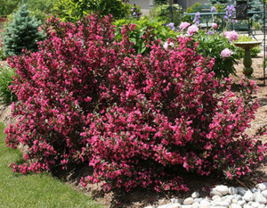 Biljka Weigela