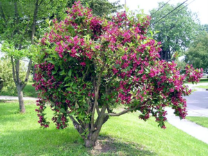 Sorte sorti weigela