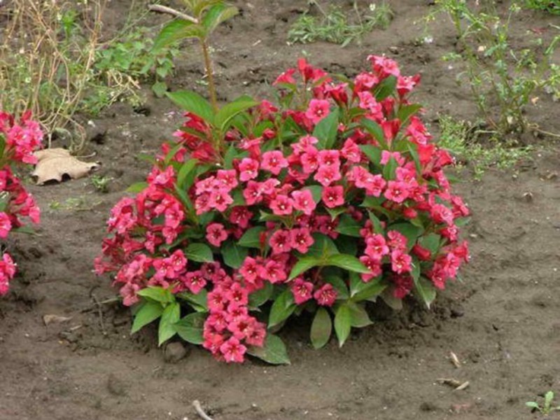 Weigela proljetna njega Sorta Weigela
