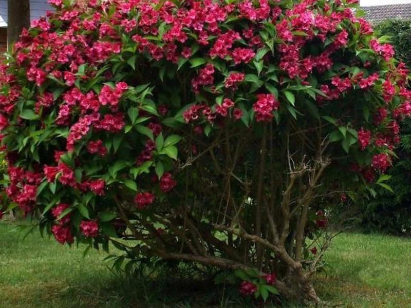Weigela grm - sadnja i njega Opis biljke Weigela