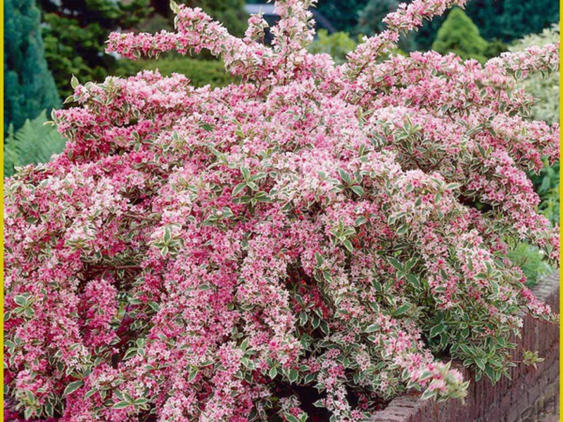 Weigela hibrid Weigela na mjestu