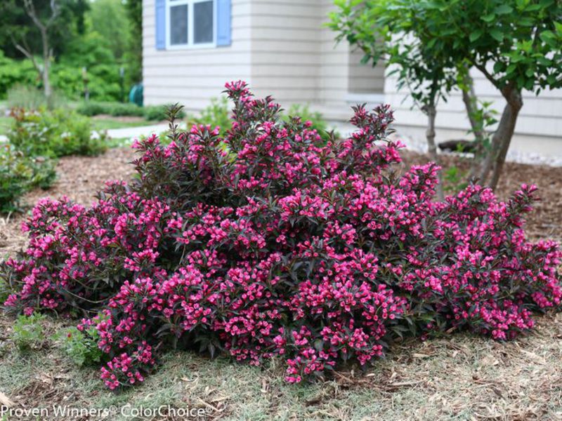 Weigela proljetna njega Upotreba grmlja Weigel
