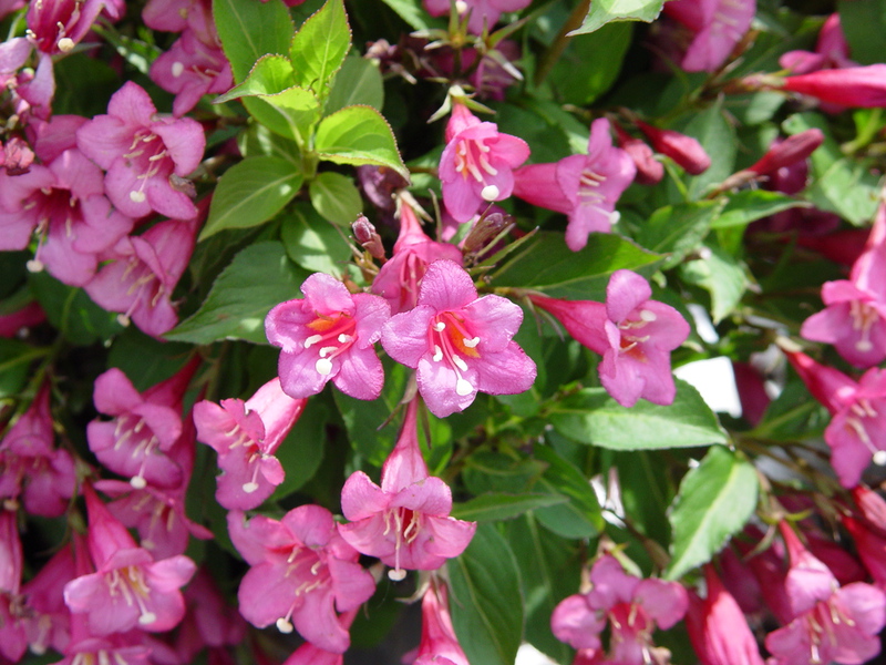 Weigela grm - sadnja i njega Koliko dugo weigela cvjeta