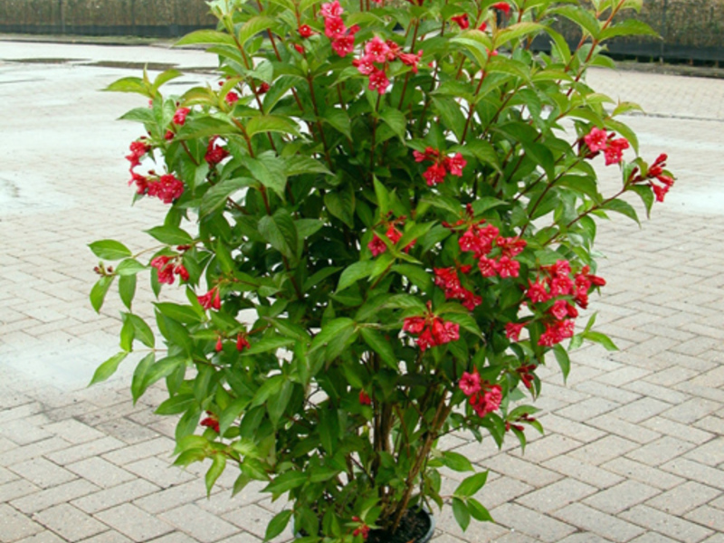 Mladi grm weigela Slijetanje weigela