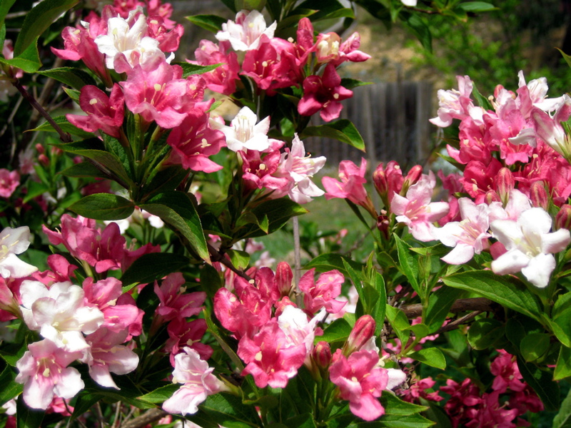 Weigela hibrid Sorta i vrsta Weigela