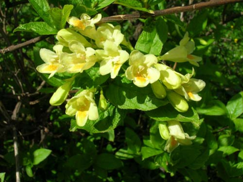 Cvjetajuća weigela Grm Weigela