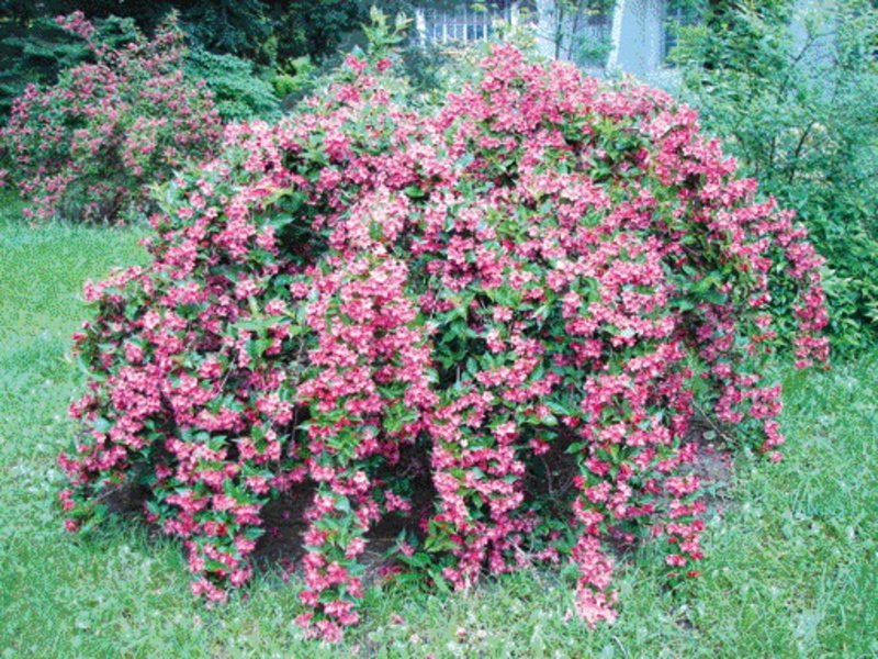 Kako izgleda weigela Weigela izgled