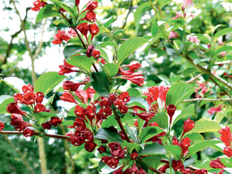 Weigela Middendorf Weigela proljetna njega