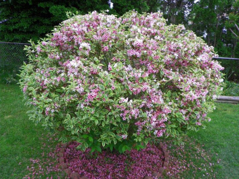 Weigela u vrtu Kako izgleda weigela