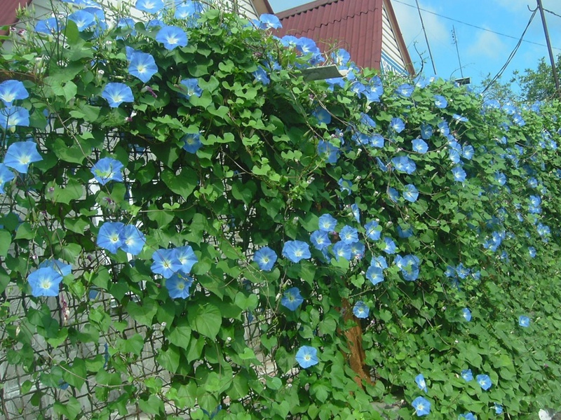 Ipomoea je jednogodišnja liana koja cvjeta veći dio ljeta.