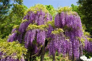 Wisteria tijekom cvatnje je nevjerojatna