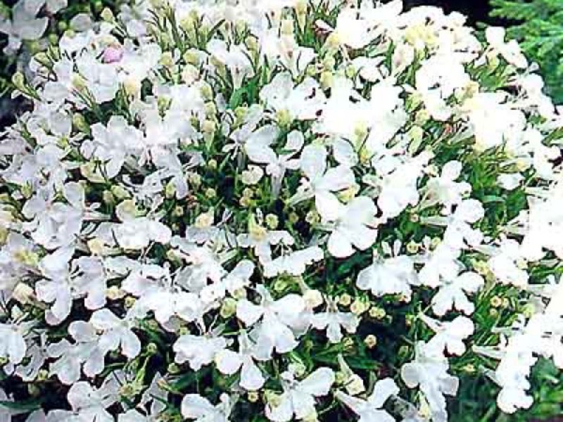 Lobelia u cvatu Opis lobelije