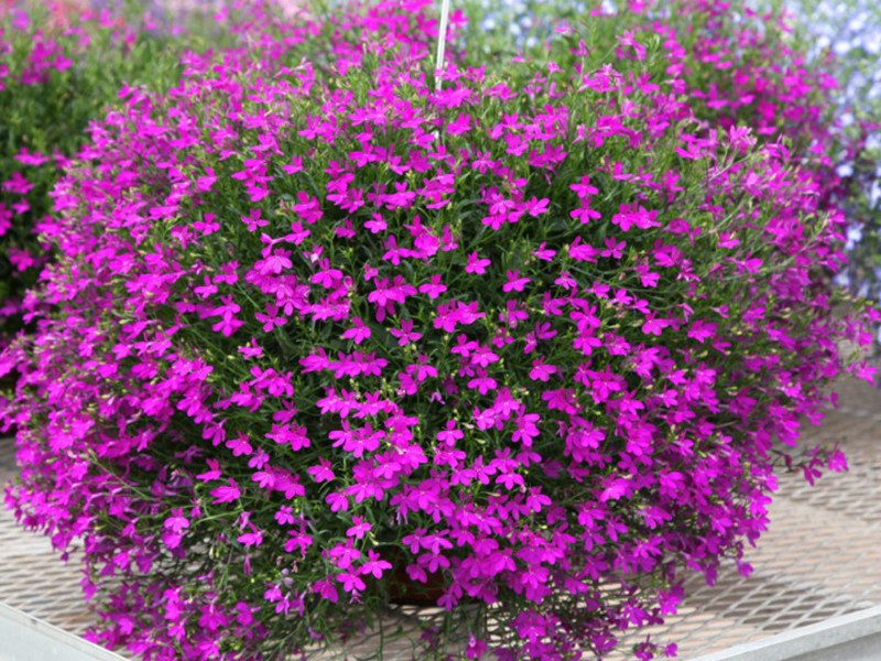 Opis biljke lobelije Lobelia grm