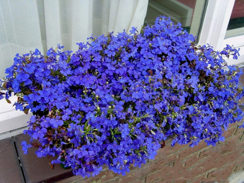 Vrtna lobelija Lobelia vrt ampelozno cvijeće