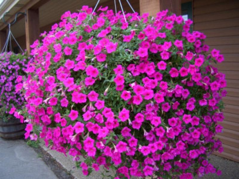 Lobelia grm Cvjetni grmovi lobelije