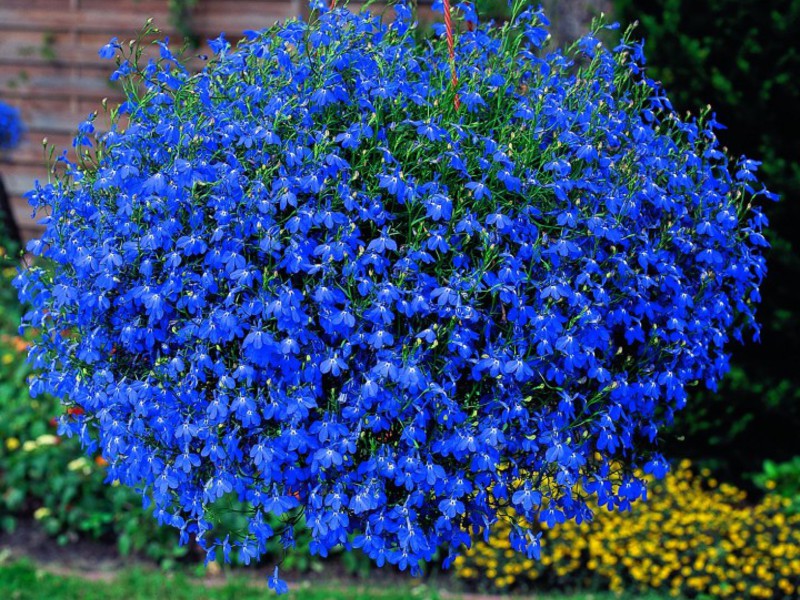 Cvjetovi plave lobelije Lobelia u cvatu