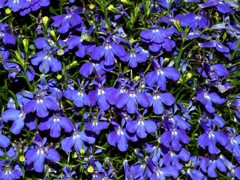 Uzgoj lobelije Cvijeće ampel ulice Lobelia
