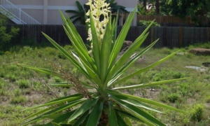 Vrtna biljka Yucca
