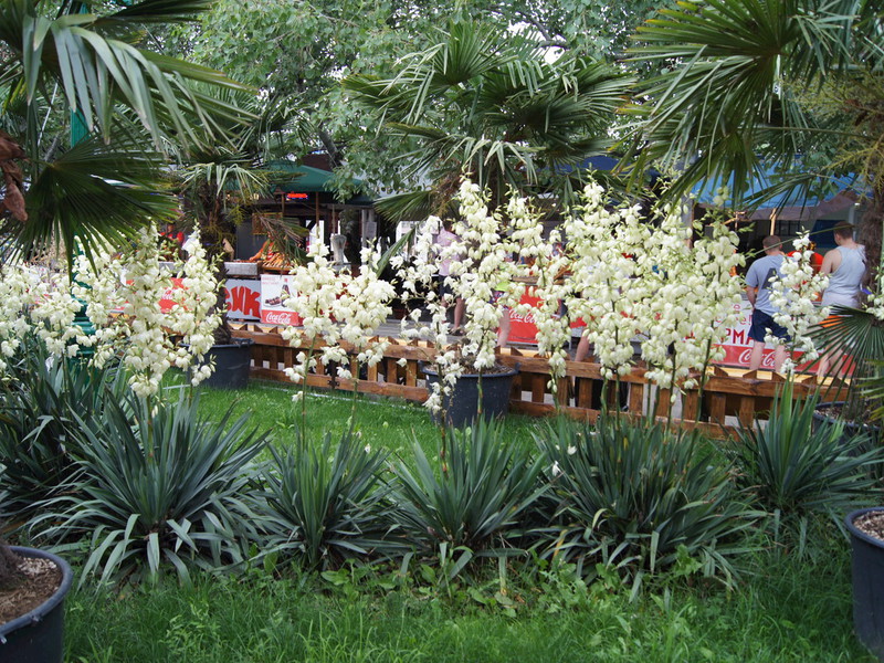 Kako se brinuti za juku Značajke razvoja vrta Yucca