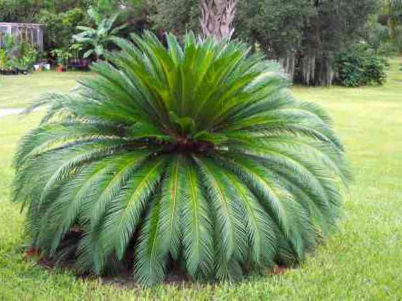 Sorte biljaka Yucca Biljne vrste Yucca