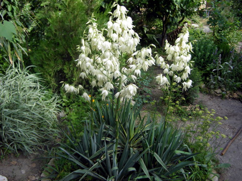 Kako se brinuti za juku Značajke razvoja vrta Yucca