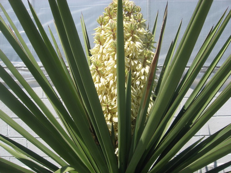 Cvijet juke Razdoblje cvatnje Yucca