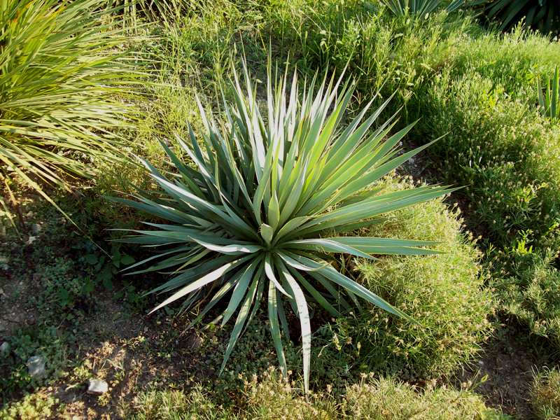 Vrt Yucca Vrtna biljka Yucca
