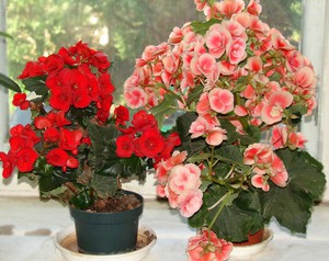 Domaće cvijeće Begonia